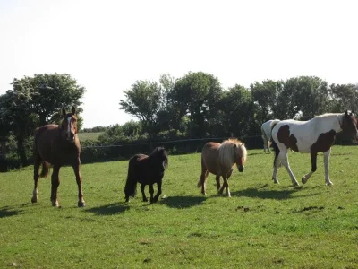 Les-Poneys-du-Cate-8211-La-Hague_3523619