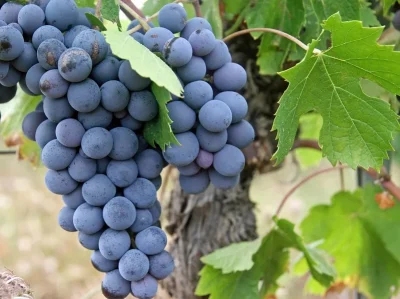 Les-Rendez-Vous-immersion-8211-degustation-Vendanges-2026-8211-12-09-2026-8211-Bourgueil_3808061