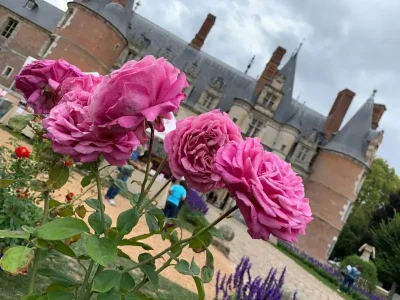 Les-Roses-Royales-8211-30-08-2025-8211-Maintenon_2620389