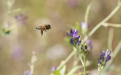 Les-abeilles-d039Anet-8211-14-06-2025-8211-Le-Boullay-Thierry_2585186