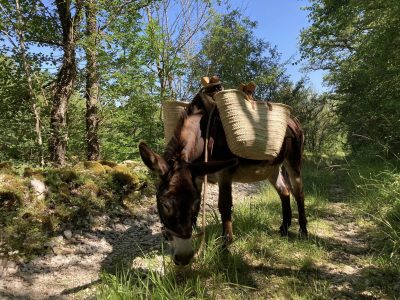 Les-anes-de-Lapopie_178308