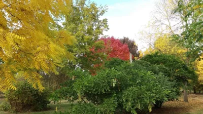 Les-arbres-et-arbustes-a-belle-coloration-automnale-8211-Monthodon_3773830