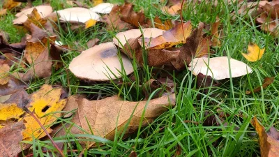 Les-champignons-et-l039automne-8211-11-10-2025-8211-Vendoeuvres_3140606