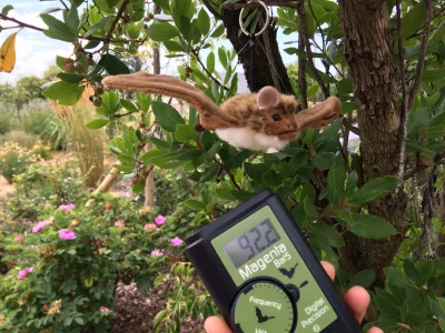 Les-chauve-souris-des-mammiferes-a-l039envers-8211-29-08-2025-8211-Souleuvre-en-Bocage_2039635