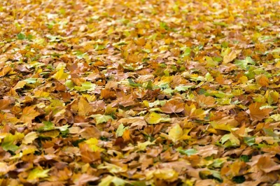 Les-feuilles-mortes-les-arbres-et-leurs-allies-8211-28-10-2026-8211-Anglet_3865634