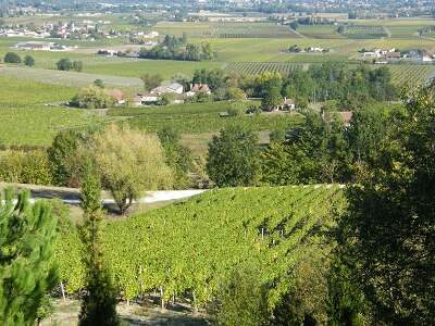 Les-gites-de-la-Grappe-d039Or_93412