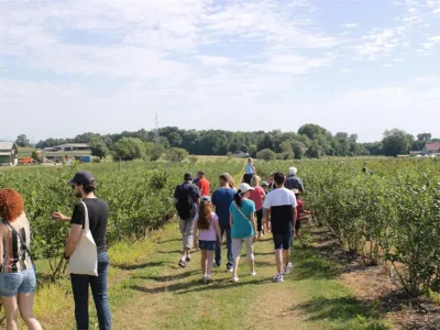 Les-myrtilles-de-la-ferme-Brandt-Arbogast-8211-Haguenau_2582254