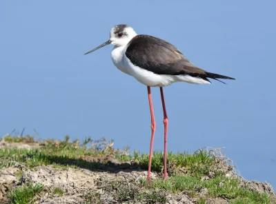 Les-oiseaux-du-bassin-8211-17-06-2025-8211-Andernos-les-Bains_2985455