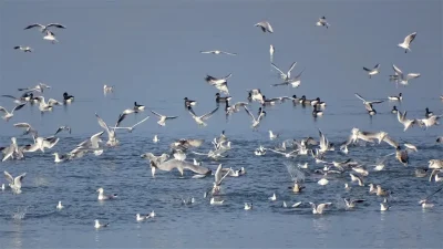 Les-oiseaux-du-littoral-et-du-marais-8211-21-02-2026-8211-Saint-Marcouf_3329238