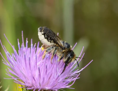 Les-rendez-vous-de-la-biodiversite-8211-19-02-2026-8211-Dournazac_3483445
