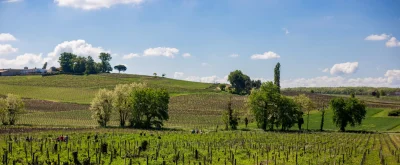 Les-vignobles-a-velo-8211-Les-Grands-Crus-Classes-du-Sauternais-8211-Sauternes_1952684