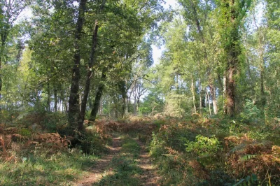 Lisse-aux-portes-de-la-foret-Landaise_1069849
