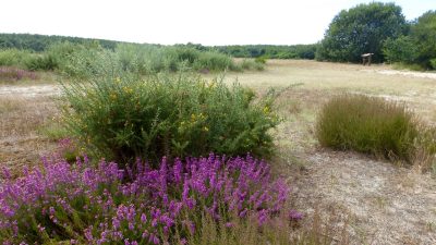 Location-Deux-Ruisseaux-Rez-de-chaussee_109603