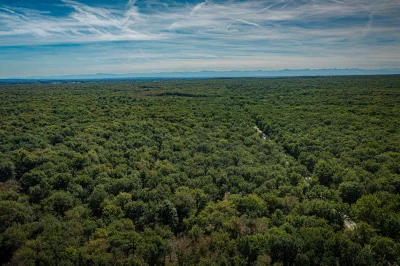 MASSIF-FORESTIER-DE-BOUCONNE-8211-Montaigut-sur-Save_3853304