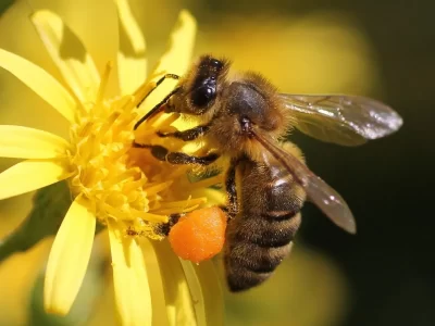 MIELLERIE-DES-CLAUSES-8211-LE-THEATRE-AUX-ABEILLES_704432