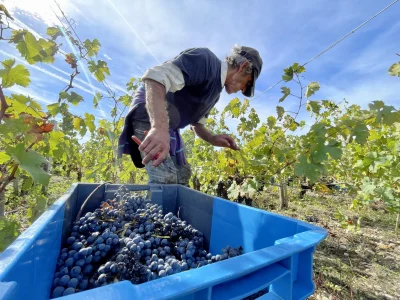 Maisa-MENDONCA-8211-Visite-guidee-dans-les-vignobles-8211-Lacanau_853964