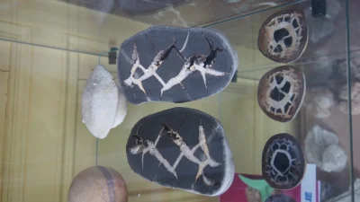 Maison-des-curiosites-naturelles-8211-01-01-2025-8211-Saint-Aubin-sur-Mer_2182700