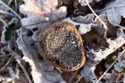 Marche-aux-truffes-de-Cuzance-8211-06-02-2026-8211-Cuzance_3102109
