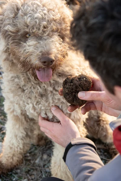 Marche-aux-truffes-de-Saint-Cere-8211-08-02-2026-8211-Saint-Cere_3102117-1