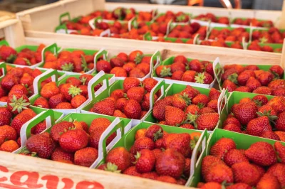 Marche-de-Quintaou-8211-08-06-2025-8211-Anglet_2387210