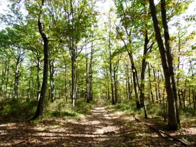 Massif-forestier-de-Choeurs-Bommiers-8211-Ambrault_3671630
