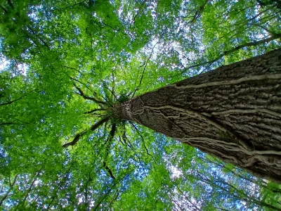 Micro-aventure-explorer-les-bienfaits-des-arbres-grace-a-la-sylvo-energetique-8211-Feins-en-Gatinais_2437948