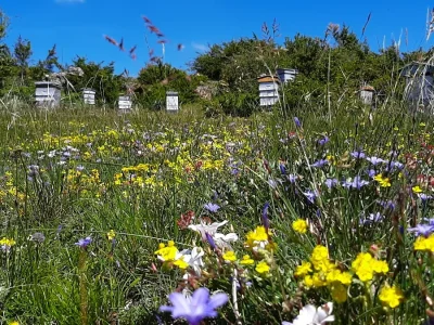 Miellerie-des-Causses-et-de-la-Vallee-8211-La-Roque-Sainte-Marguerite_2243366