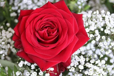 Mois-de-l039amour-aux-Jardins-de-Coppelia-8211-Pennedepie_3421654