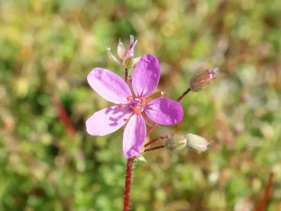 Mon-Herbier-Chatillonnais-Chatillon-sur-Indre-flore-des-chemins-de-campagnes-et-des-pres-8211-Chatillon-sur-Indre_1693567