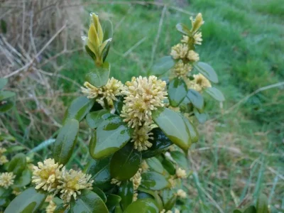 Mon-Herbier-Chatillonnais-Le-Tranger-la-flore-des-chemins-creux-8211-Le-Tranger_1693590