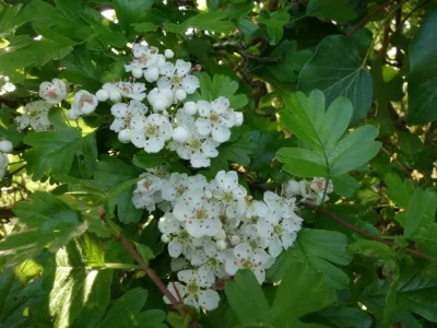 Mon-Herbier-Chatillonnais-Saint-Cyran-du-Jambot-la-flore-des-talus-des-haies-et-des-boiS-8211-Saint-Cyran-du-Jambot_1540391