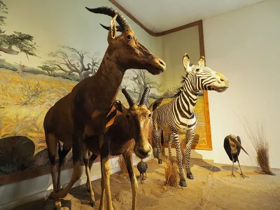 Museum-d039Histoire-Naturelle-8211-Bourges_3218050