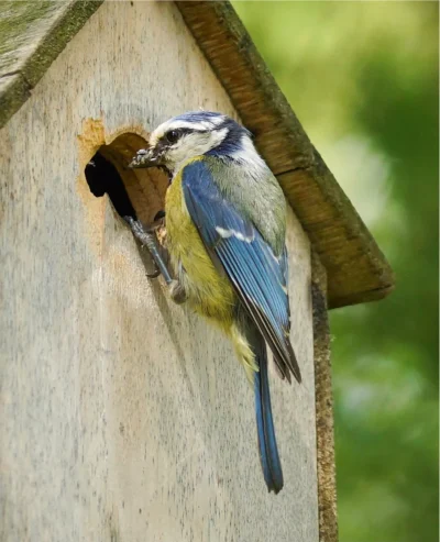 Nichoirs-et-gites-des-petits-gestes-pour-la-biodiversite-8211-24-05-2025-8211-Sansais_2568200