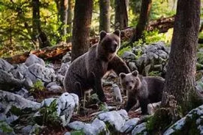 Nocturne-quotMange-avec-les-oursquot-au-Parc-animalier-8211-28-06-2025-8211-Gramat_2657669