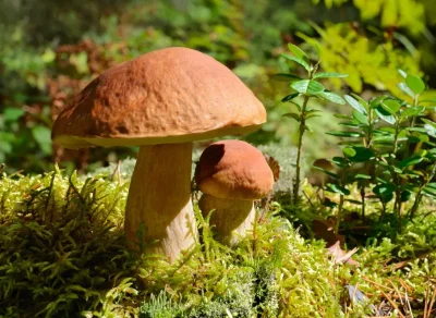 Nom-d039un-petit-champignon-8211-02-11-2025-8211-Saint-Priest-Ligoure_3167297