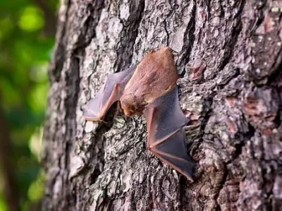 Nuit-de-la-chauve-souris-a-Villers-Bocage-8211-26-08-2025-8211-Villers-Bocage_2146601