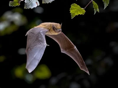 Nuit-internationale-de-la-chauve-souris-8211-28-08-2026-8211-Hambye_3534206