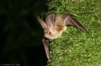 Nuit-internationale-de-la-chauve-souris-8211-31-08-2025-8211-Nant_3016887