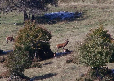 OBSERVATION-ET-ECOUTE-DU-BRAME-DU-CERF-8211-30-09-2025-8211-Bedarieux_2989980