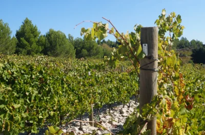OENORANDO®-LE-CRU-LA-LIVINIERE-8211-La-Liviniere_1201699