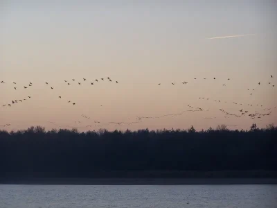 OIseaux-hivernants-et-Grues-cendrees-en-famille-8211-26-11-2025-8211-Rosnay_2585017