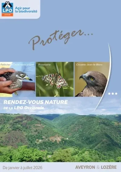 Observation-des-oiseaux-Chouettes-engoulevents-et-compagnie-8211-Tayrac_3337232