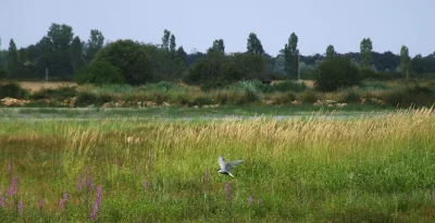 Observatoire-de-l039etang-des-Essarts-Reserve-naturelle-de-Cherine-8211-Saint-Michel-en-Brenne_1714371