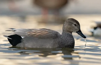 Observer-8211-Les-Oiseaux-d039eau-hivernants-8211-14-12-2025-8211-Villeton_3168414