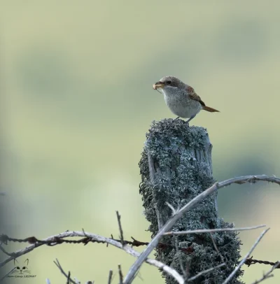 Oiseaux-dans-une-ambiance-pastorale-8211-17-05-2026-8211-Chatellerault_3336837