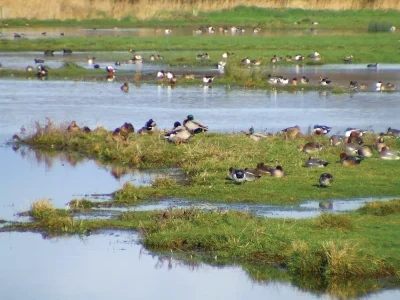 Oiseaux-hivernants-de-la-Reserve-de-Beauguillot-8211-13-03-2026-8211-Sainte-Marie-du-Mont_3329232