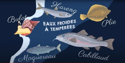 P039tite-visite-sur-les-poissons-8211-16-07-2026-8211-Vains_3536990