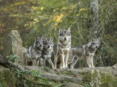 PARC-ANIMALIER-DE-SAINTE-CROIX_308136