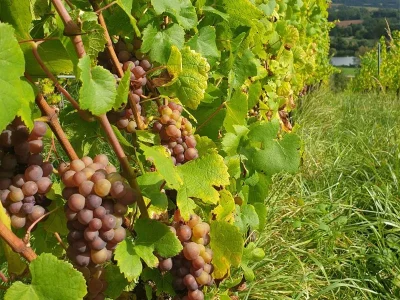 PARCOURS-LUDIQUE-LE-VIN-DE-CONTZ-LES-BAINS-8211-Contz-les-Bains_1758510