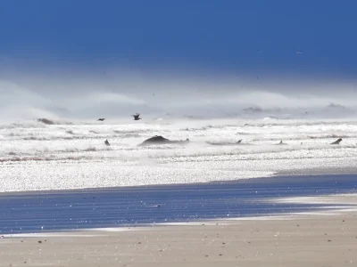 PLAGE-SAUVAGE-DE-LA-VIEILLE-NOUVELLE-8211-Gruissan_3830624